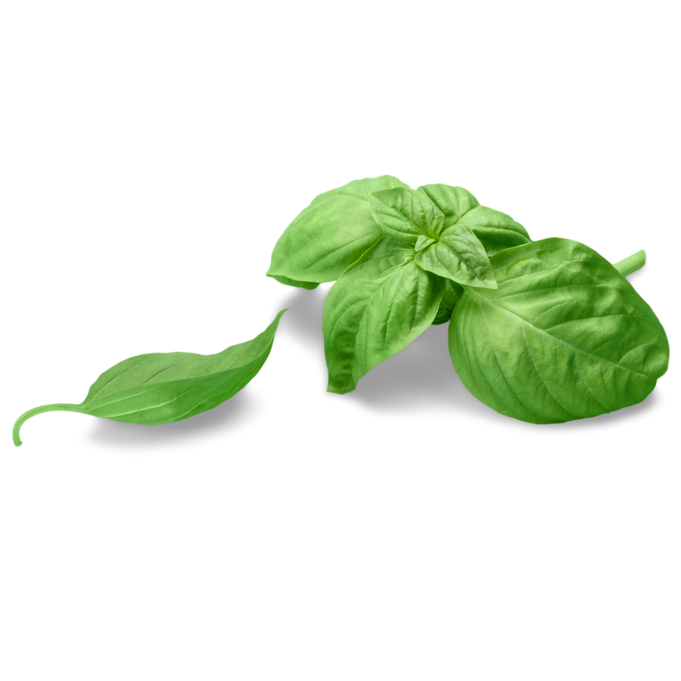 Basil