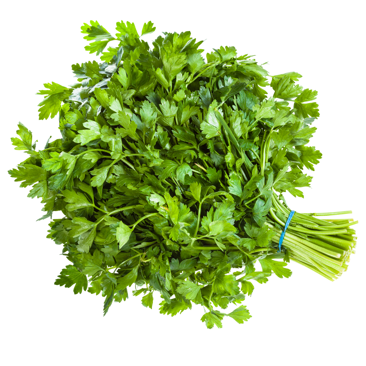 Coriander