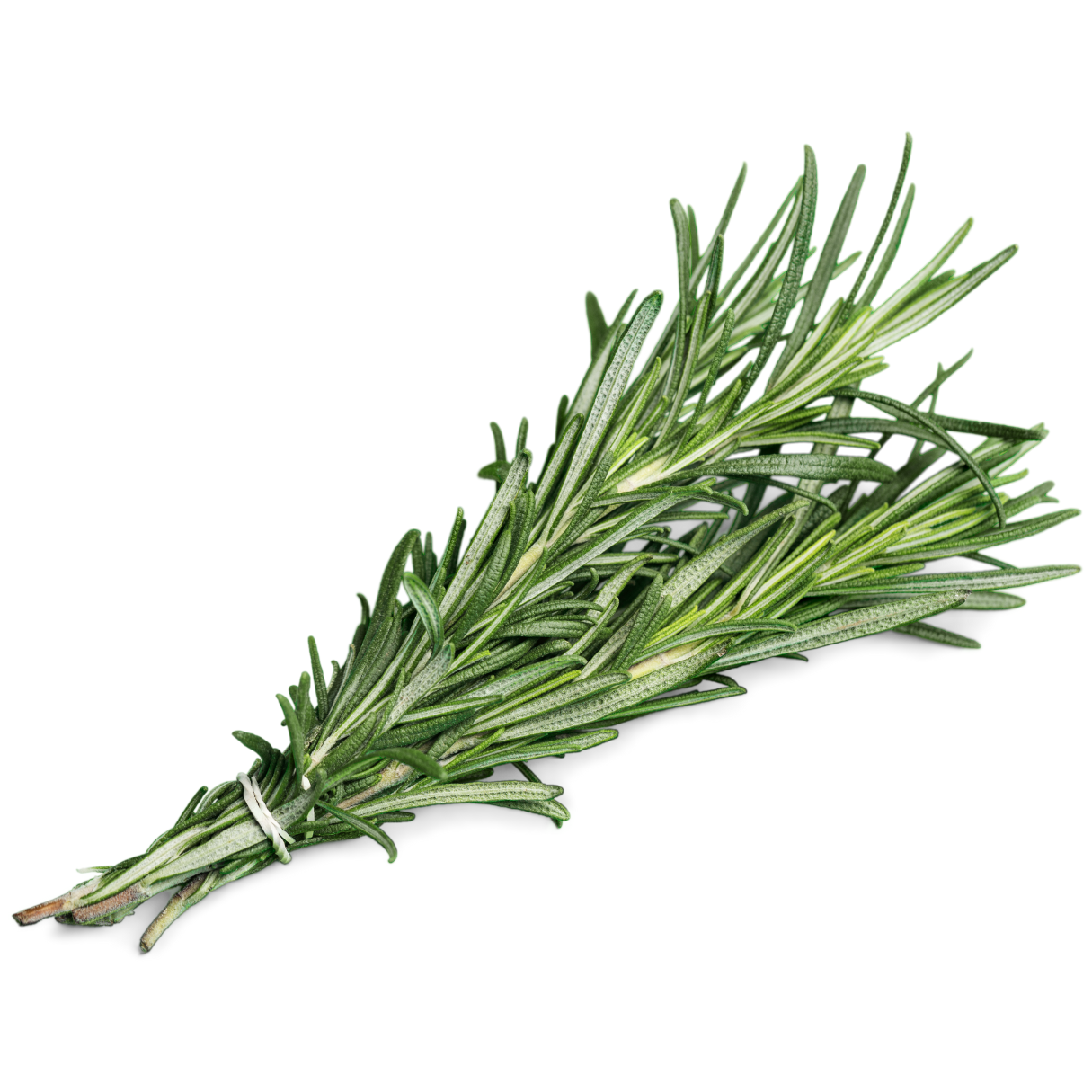 Rosemary 